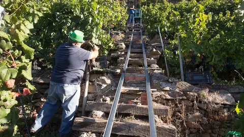Dos vendimiadores cortan racimos de uvas en el vi&ntilde;edo de la Bodega Algueira de la D.O. Ribeira Sacra de Lugo 