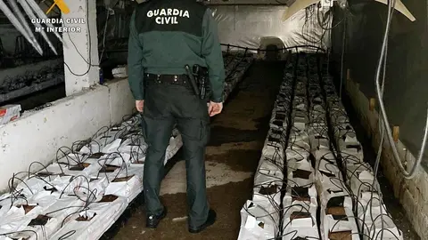 Plantaci&oacute;n marihuana desmantelada tras un incendio