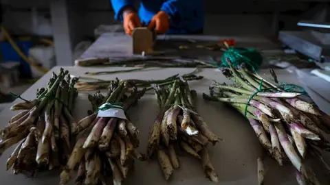 Un joven agricultor separa en diferentes paquetes esp&aacute;rragos cultivados en los campos del Instituto Madrile&ntilde;o de Investigaci&oacute;n y Desarrollo Rural, Agrario y Alimentario (IMIDRA),  