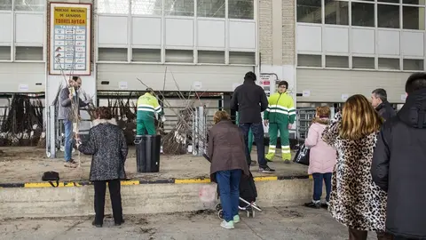 Reparto de &aacute;rboles en el Mercado Nacional de Ganados el pasado a&ntilde;o
