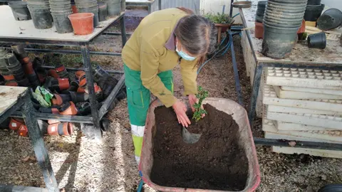 Reparto de &aacute;rboles aut&oacute;ctonos