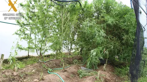 Foto de las plantas de marihuana en el invernadero
