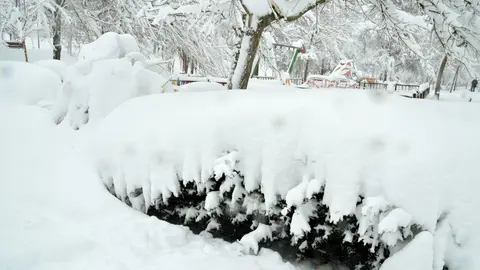 &Aacute;rboles cubiertos de nieve