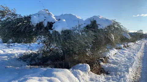 Da&ntilde;os en el campo causados por la borrasca Filomena