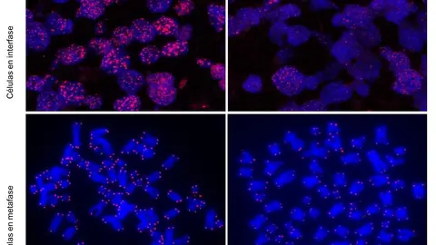 Telo&igrave;meros_CNIO