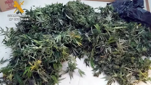 Plantas de marihuana intervenidas en Saro