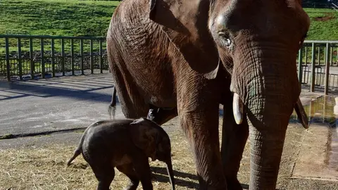 Nueva cr&iacute;a de elefante africano nacida en Cab&aacute;rceno