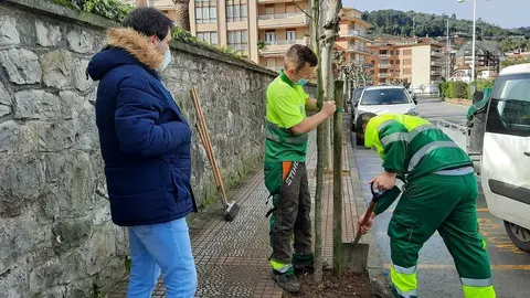 Plantaci&oacute;n de arbolado en Castro Urdiales
