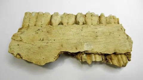 Mand&iacute;bula de caballo de la Garma A