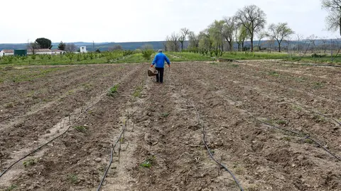Un agricultor en un campo de Aranjuez  