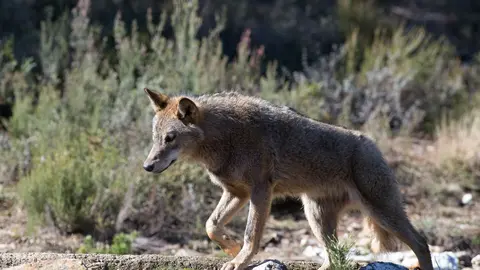 Un lobo ib&eacute;rico del Centro del Lobo Ib&eacute;rico en localidad de Robledo de Sanabria, en Zamora.