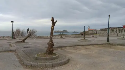 Cs condena la poda "indiscriminada" de &aacute;rboles en varios puntos de Suances