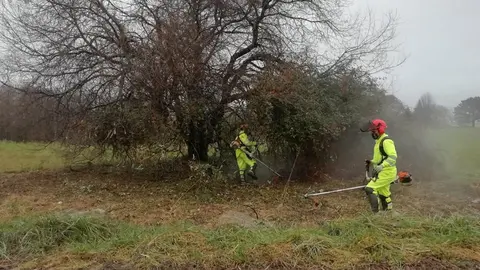 Trabajos de eliminaci&oacute;n de maleza en Punta Parayas