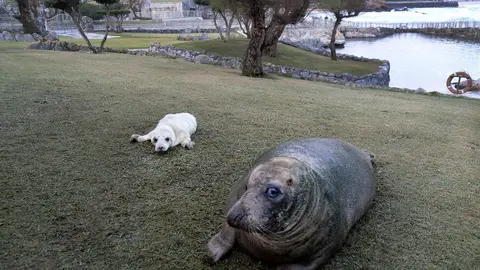 Foca gris junto a su madre en el minizoo de La Magdalena