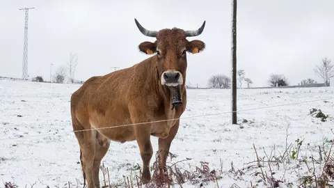 Una vaca rodeada de nieve 