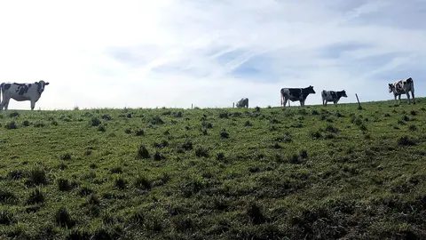 Archivo - Vacas en un campo