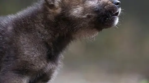 Cachorro de Lobo Ib&eacute;rico.
