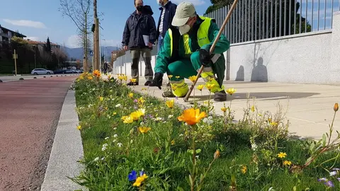 Nota Plantaci&oacute;n Alcorques Avenida Fernando Arce (Torrelavega)