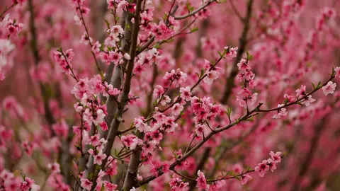 Flores de melocotoneros en una finca de Cieza, Murcia (Espa&ntilde;a), a 1 de marzo de 2021. La floraci&oacute;n de los &aacute;rboles de Cieza se ha convertido en uno de los principales reclamos tur&iacute;sticos del invierno en la Regi&oacute;n de Murcia y ha otorgado a este municipio fa