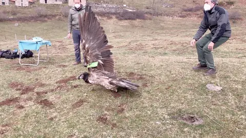 Liberaci&oacute;n del quebrantahuesos 'Aquil&oacute;n' en Espinama