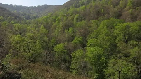 Archivo - Monte, Arbolado