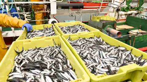 Archivo - Anchoa del Cant&aacute;brico con certificaci&oacute;n MSC