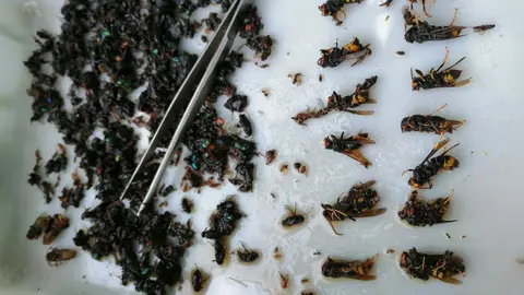 Archivo - Alerg&oacute;logos alertan del incremento de la avispa asi&aacute;tica en la cornisa cant&aacute;brica y Galicia