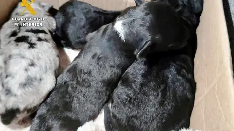 Rdo. Nota De Prensa Guardia Civil (Localizado El Presunto Autor De Arrojar Ocho Cachorros De Perro A La Basura)