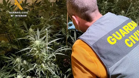Nota De Prensa La Guardia Civil Desmantela Plantaci&oacute;n Indoor