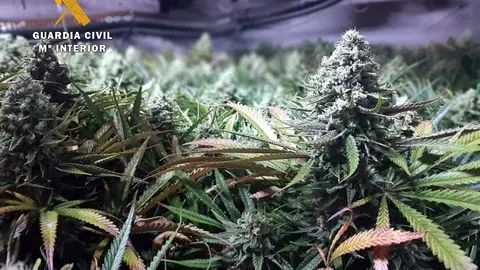 Rdo. Nota De Prensa Guardia Civil (Desmantelada En Suesa Una Plantaci&oacute;n Indoor Con 735 Plantas De Marihuana)