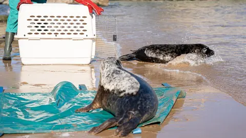 Suelta de las dos focas en la Virgen del Mar