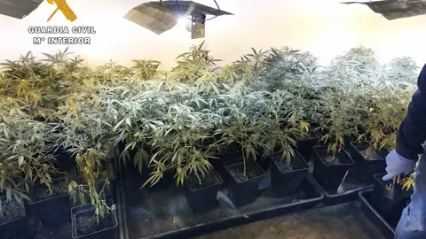 Plantaci&oacute;n de marihuana en Guriezo