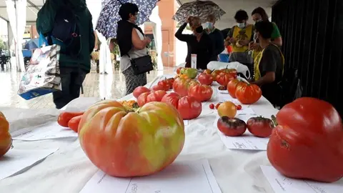 Archivo - Bezana.- El tomate de Abanillas, elegido el mejor tomate de Espa&ntilde;a en la Feria Nacional del Tomate 