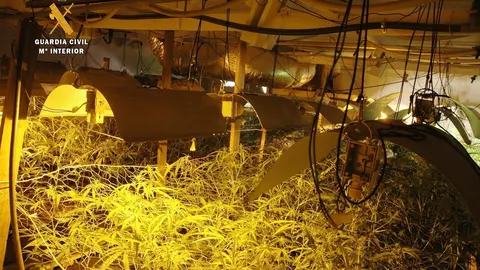 Archivo - Plantaci&oacute;n de marihuana en San Pedro del Romeral