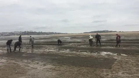 Archivo - Siembra de semillas de almeja