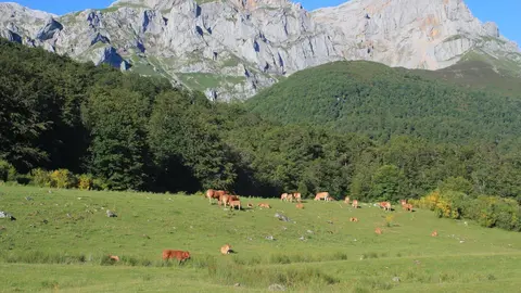 Paisaje. Monta&ntilde;as, praderas, animales.