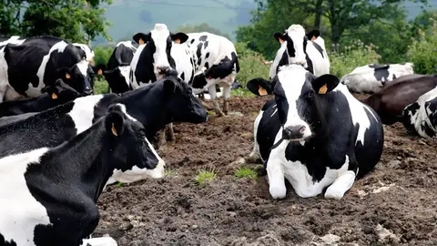 vacas frisonas riotuerto.
1 jun 17