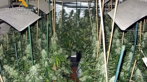 Plantaci&oacute;n de marihuana desmantelada en una casa de Castro Urdiales