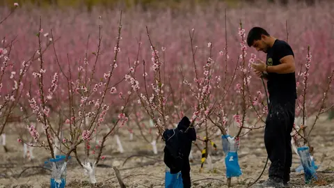 Archivo - Un agricultor trabaja en una finca de Cieza (Murcia)