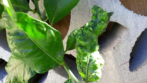 Limonero afectado por la Psila Africana