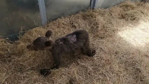 Archivo - Osezna recogida en Somiedo (Asturias)