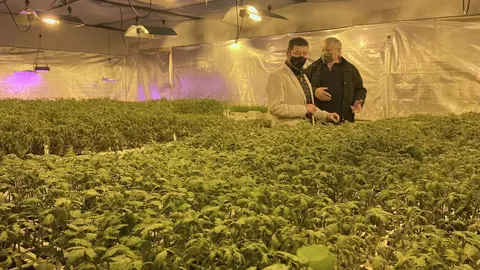 Plantas de tomate cultivadas en La Lechera