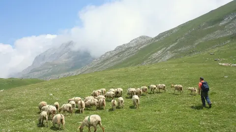 Archivo - Ovejas En Picos De Europa 