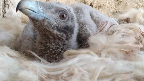 Cr&iacute;a de quebrantahuesos.