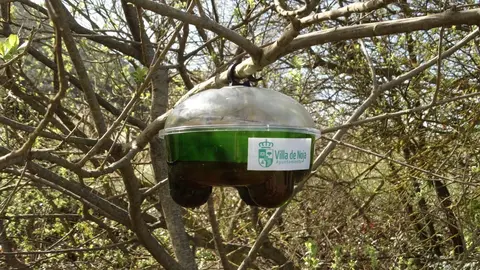 Archivo - Noja.- Capturados 3.276 ejemplares de avispa asi&aacute;tica, un 16% m&aacute;s que en 2018