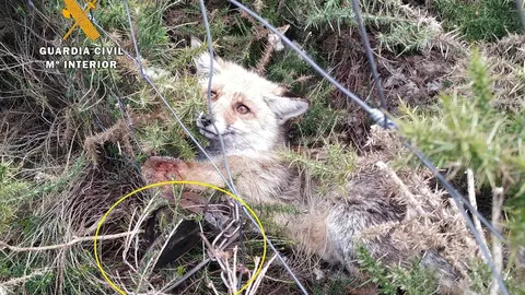Zorro atrapado en el cepo