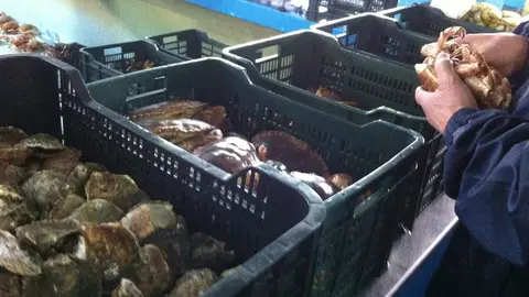 Archivo - Ostras y otros mariscos