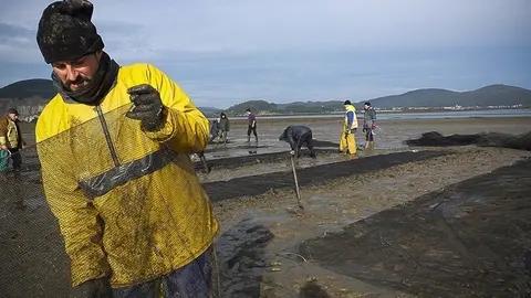 Siembre de la almeja.
Consejer&iacute;a de Medio Rural.