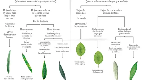 Gu&iacute;a de &aacute;rboles ilustrada por alumnos de la ESAC Roberto Orallo