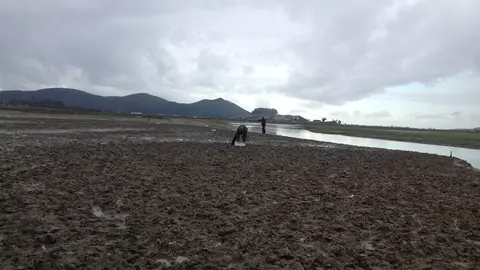 Archivo - Siembra moluscos